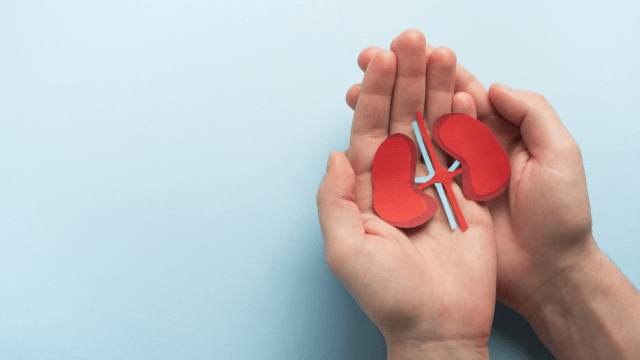 Research on Kidney Support Bucconox