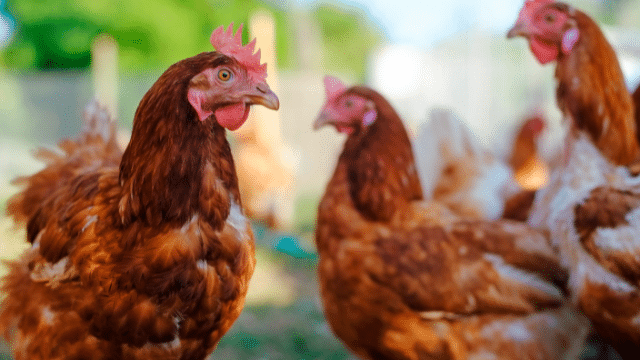 Poultry Immune boosting foods
