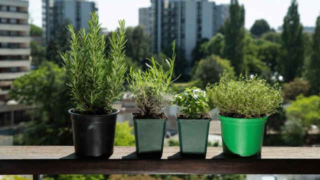 Aromatic Plants