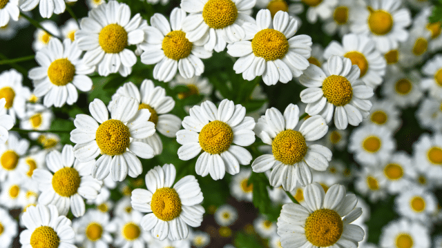 Chamomile