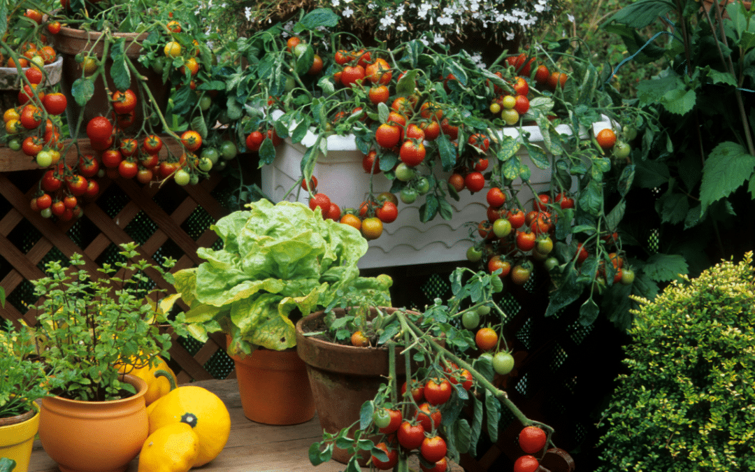 Aromatic Plants