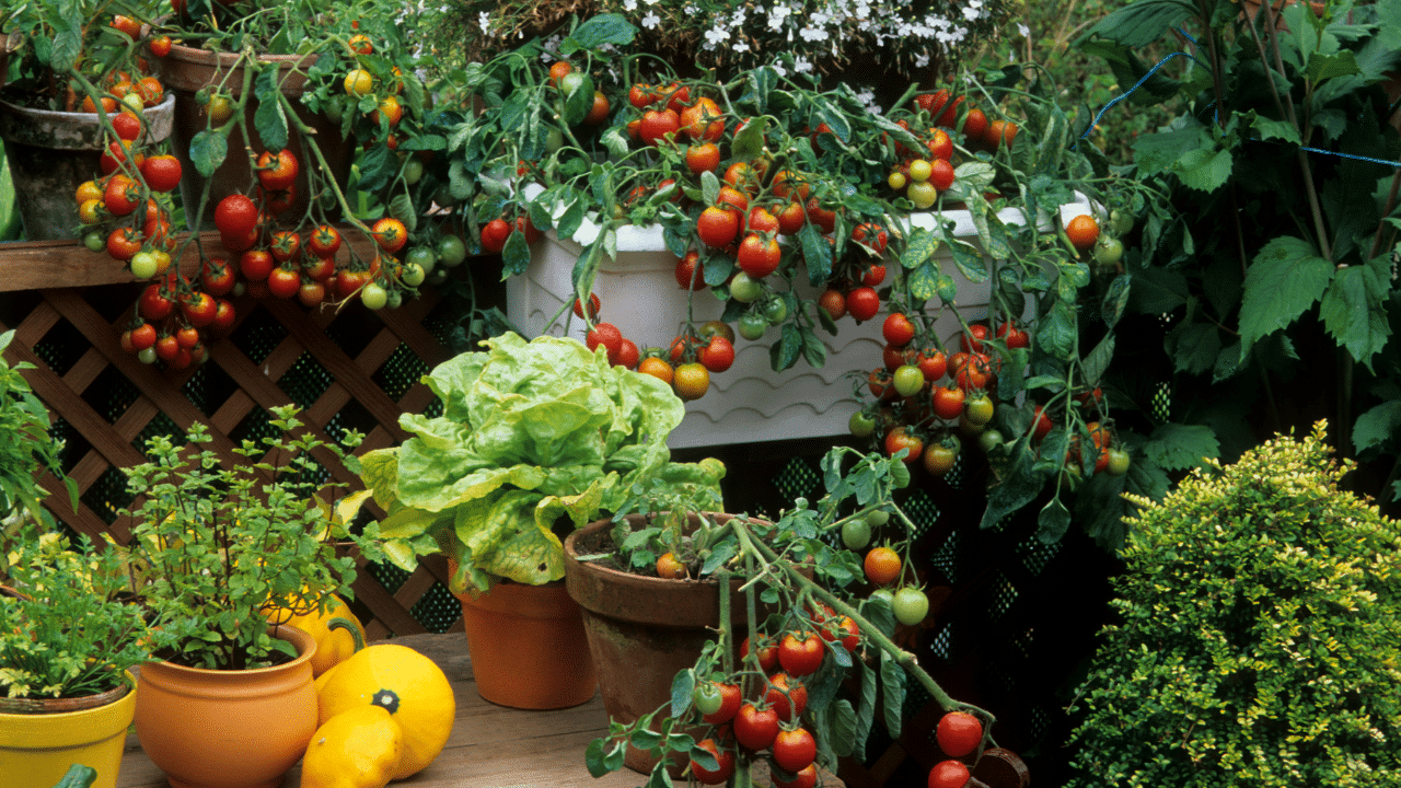 Aromatic Plants