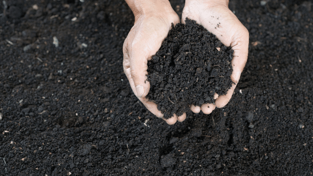 Antioxidant Rich Plants