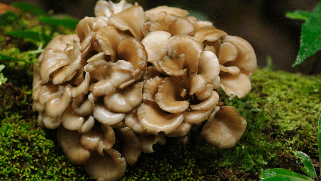 Maitake's Mushroom metabolic benefits