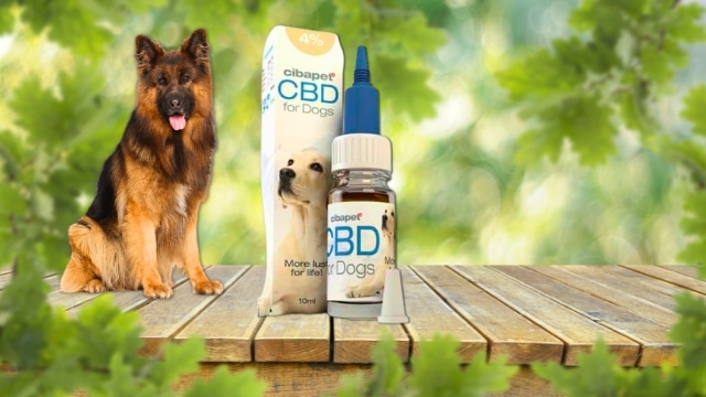 Healthier, Happier Dogs Start with Cibdol CBD Dog Oil