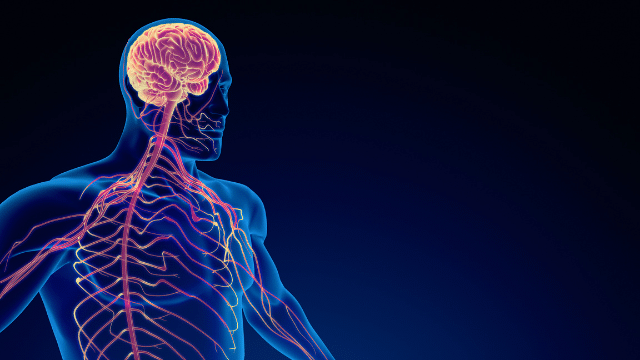 Nervous System 