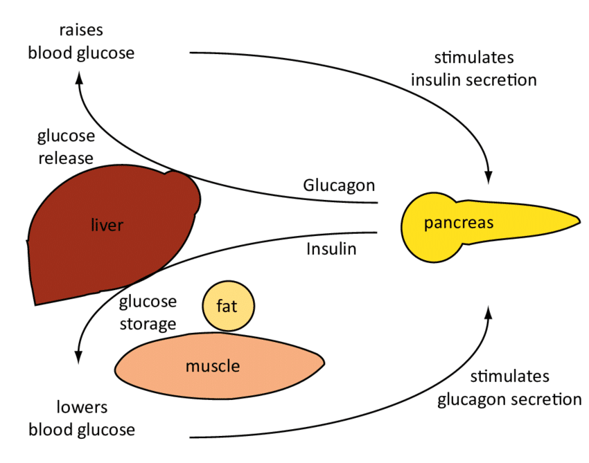 Regulating Glucose Levels
