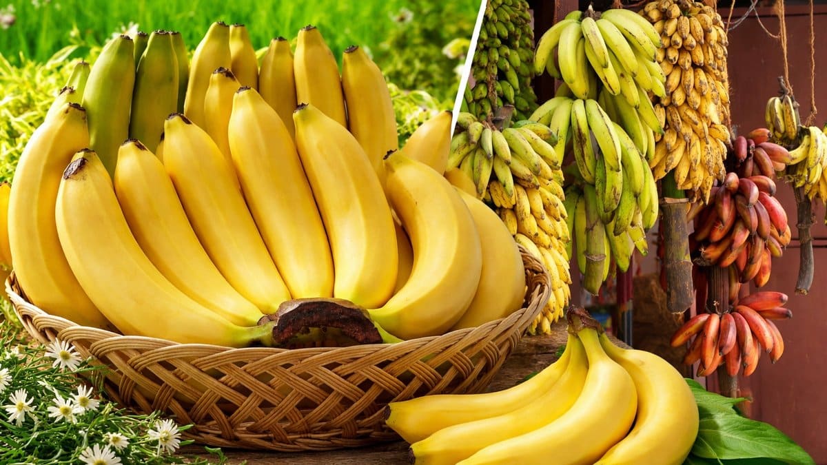 Fresh bananas in a basket