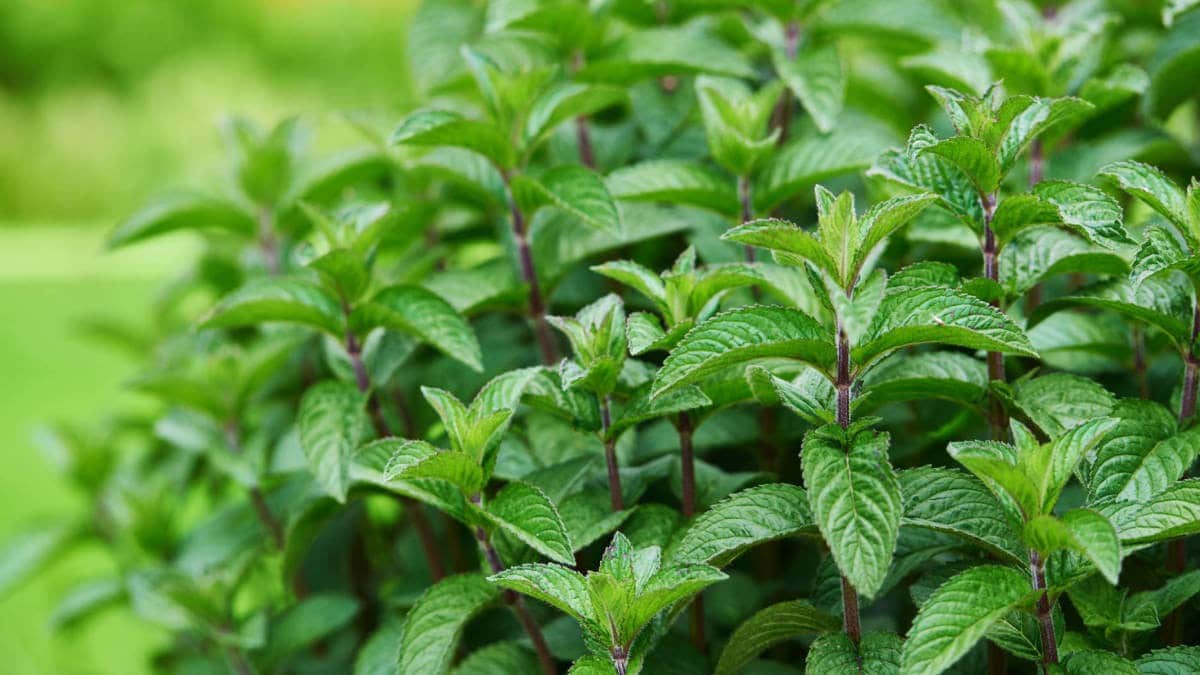 Fresh mint leaves (Mentha) – nutritional value, health benefits and possible risks