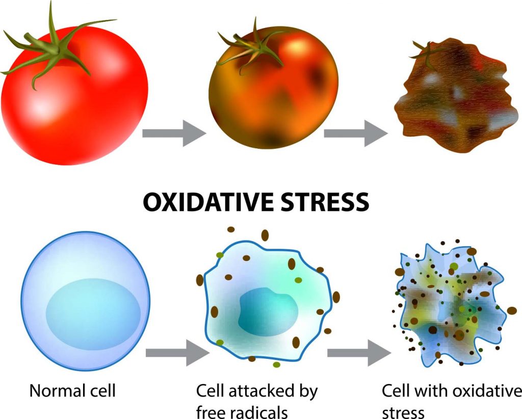 What is Oxidative Stress?