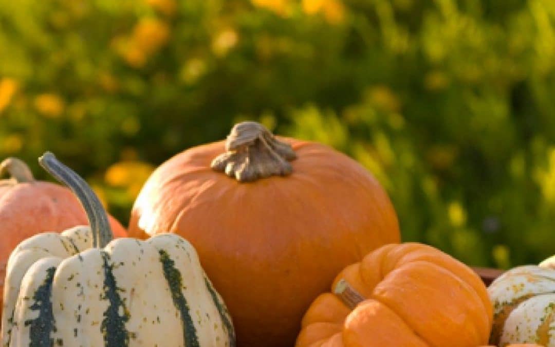 Fresh pumpkin vegetable