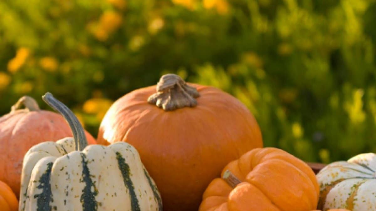 Fresh pumpkin vegetable